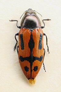 Castiarina jospilota, PL0003, from Hysterobaeckea behrii, EP, 10.0 × 3.6 mm